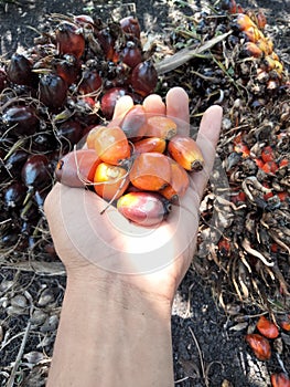 Red and orange colors of oil palm fruit