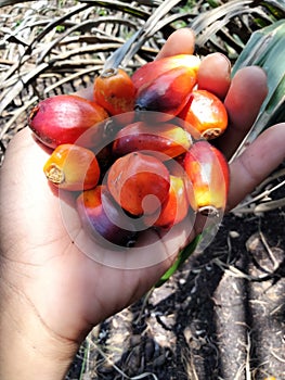 Red and orange colors of oil palm fruit