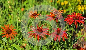 Red and orange daisies in a field