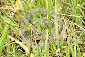 Red-Orange Damselfly