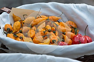 Red and Orange Dried Chili Peppers inside White Bowl