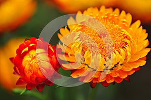 Red Orange Everlasting Flower