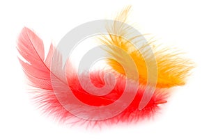 Red and orange feathers