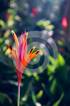 Red Orange Flower with Bokeh Background