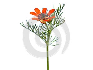 Red orange flower of the Summer pheasant`s-eye plant isolated on white, Adonis aestivalis