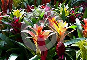 Red and orange flowers of Guzmania Bromelia with green leaves. Multicolor flowers Guzmania monostachia in the greenhouse