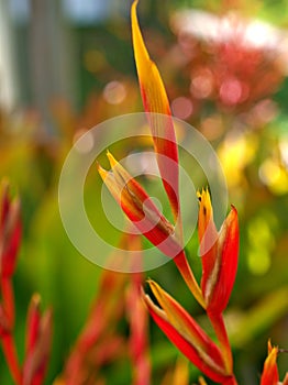 Red orange flowers Heliconia psittacorum ,Lobster claws ,Parrot heliconia plant ,tropical flower ,False bird-of-paradise ,parrot`s
