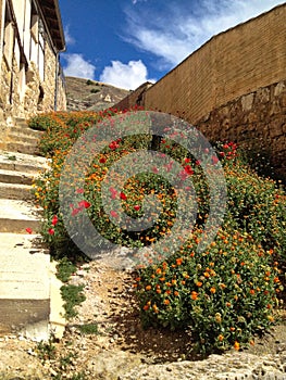 Red and orange flowers on old concrete stairs