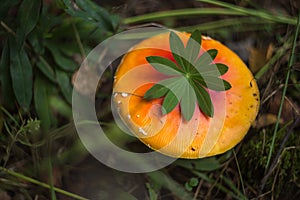 Red and orange forest agaric growing in grass, dry leaves and plants with leaves