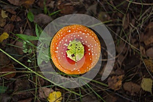 Red and orange forest agaric growing in grass, dry leaves and plants with leaves