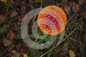 Red and orange forest amanita growing in grass, dry leaves and plants