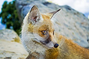 Red orange fox portrait in wilde place