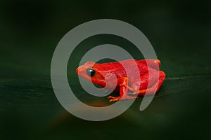 Red orange frog from Madagascar. Golden mantella, Mantella aurantiaca, orange red frog from Andasibe-Mantadia NP in Madagascar.