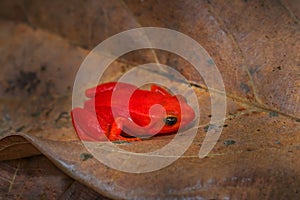 Red orange frog from Madagascar. Golden mantella, Mantella aurantiaca, orange red frog from Andasibe-Mantadia NP in Madagascar.