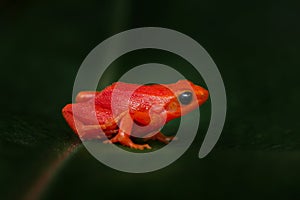 Red orange frog from Madagascar. Golden mantella, Mantella aurantiaca, orange red frog from Andasibe-Mantadia NP in Madagascar.