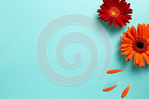 Red orange gerbera daisy flowers on blue background