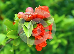 Red orange gorgeous pomegranate tree flower close-up against blue sky and green leaves. Summer flowers