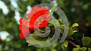 Red orange gorgeous pomegranate tree flower close-up against blue sky and green leaves. Summer flowers