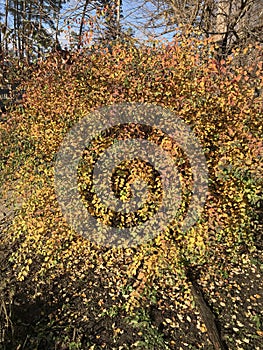 Red, orange, green & gold fall leaves & foliage decorate a burning bush in the bright autumn sun - TREES - NATURE - AUTUMN