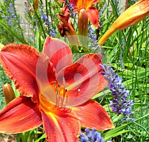 Red Orange Hemerocallis Lily with Lavendar Lavandula Square