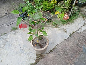 Red and orange Hibiscus spp flowers bloom on one tree.two colour flowers in one tree.  flower plants in the mallow family, Malvace