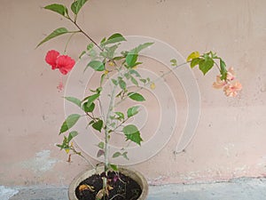 Red and orange Hibiscus spp flowers bloom on one tree.two colour flowers in one tree.  flower plants in the mallow family, Malvace