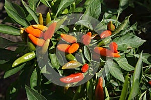 Red, orange and immature green chilies peppers on the vine