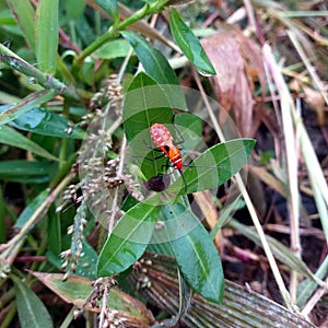 a red-orange insect carrying food on a green leaf