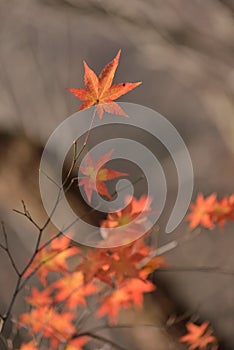 Red orange leaf at Naejangsan Korea