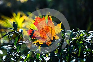 Red-orange leaf in sunlight on bokeh background. Beautiful autumn landscape with green grass. Colorful foliage in the