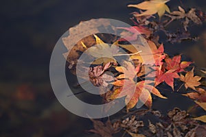 Red orange leaf in water at Naejangsan Korea