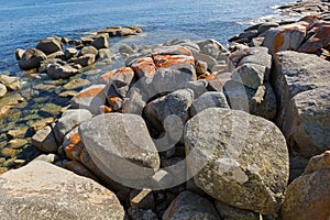 Red orange lichen growing on granite rocks formations, rocky coastline at Skeleton Bay, Bay of Fires in Tasmania, Australia.