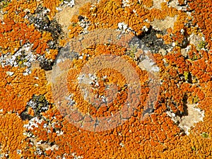 Red and Orange Lichens on a Rock in Colorado Desert photo
