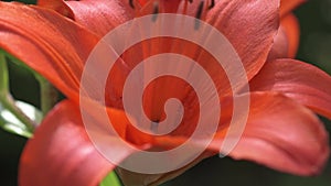 red orange lily flower blooming in garden. close up 4k footage