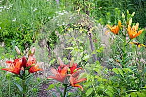 Red and orange lily flowers in the summer garden