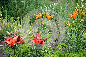 Red and orange lily flowers in the summer garden