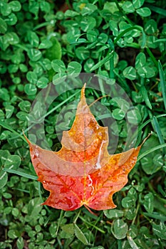 Red and Orange maple leaf on green clovers