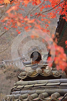 Red orange Maple leaf at Korea Naejangsan temple