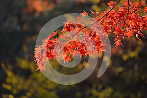 Red orange Maple leaf at Naejangsan Korea