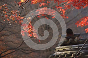 Red orange Maple leaf at Naejangsan Korea