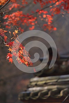 Red orange Maple leaf at Naejangsan Korea