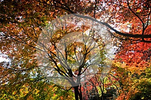 Red Orange maple leaves trees in deep forest with beautiful colourful Autumn foliage trees scenery