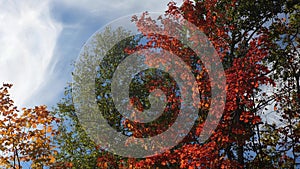 Red orange maple tree leaves flutter in the autumn wind. Beautiful zoom in.