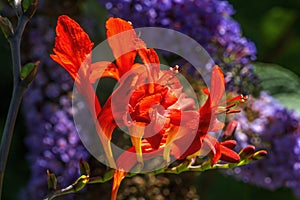 Red Orange Montbretia Crocosmia Blooming Macro