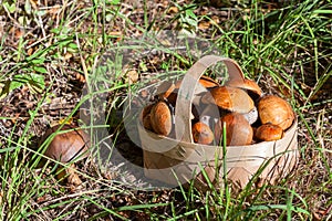 Red and orange mushrooms in the birchbark basket in forest on the land photo