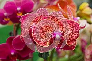 Red orange orchid phalaenopsis