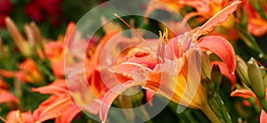 Red-orange panorama of a day lily.