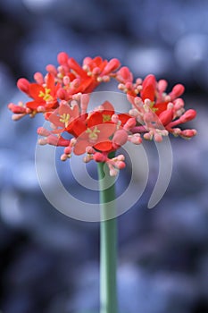 Red/ Orange/ Pink Tropical Flowers Portrait photo