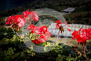 Red and orange pollen flower on bouquet alive