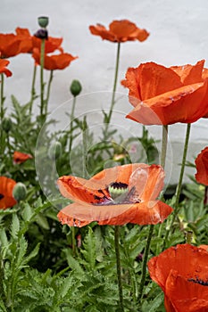 Red Orange Poppies against a white wall